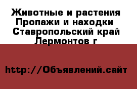 Животные и растения Пропажи и находки. Ставропольский край,Лермонтов г.